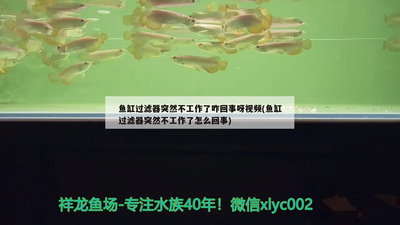 魚(yú)缸過(guò)濾器突然不工作了咋回事呀視頻(魚(yú)缸過(guò)濾器突然不工作了怎么回事)