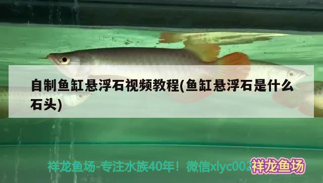 自制魚缸懸浮石視頻教程(魚缸懸浮石是什么石頭) 紅頭利魚