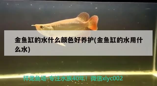 金魚缸的水什么顏色好養(yǎng)護(金魚缸的水用什么水) 一眉道人魚苗