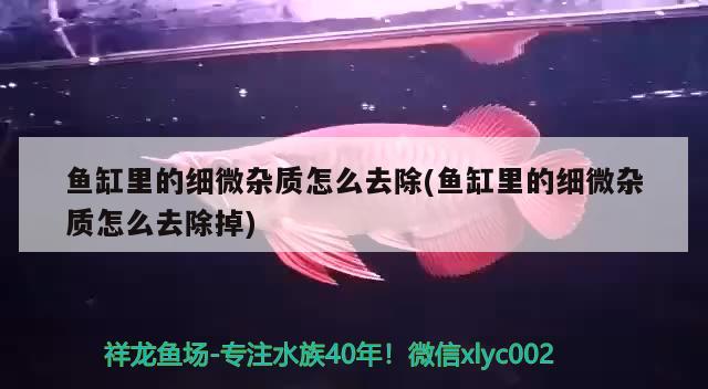 魚缸里的細微雜質(zhì)怎么去除(魚缸里的細微雜質(zhì)怎么去除掉) 蝴蝶鯉魚苗