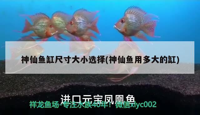 神仙魚(yú)缸尺寸大小選擇(神仙魚(yú)用多大的缸) 魚(yú)缸/水族箱 第2張