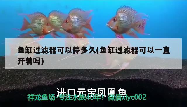 魚缸過濾器可以停多久(魚缸過濾器可以一直開著嗎) 白子球鯊魚