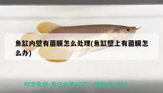 魚缸內(nèi)壁有菌膜怎么處理(魚缸壁上有菌膜怎么辦)