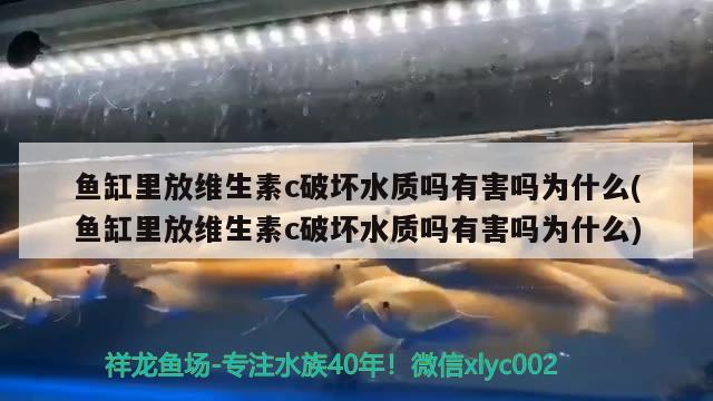 魚(yú)缸里放維生素c破壞水質(zhì)嗎有害嗎為什么(魚(yú)缸里放維生素c破壞水質(zhì)嗎有害嗎為什么) 二氧化碳設(shè)備