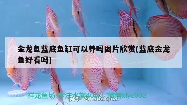 金龍魚藍底魚缸可以養(yǎng)嗎圖片欣賞(藍底金龍魚好看嗎)