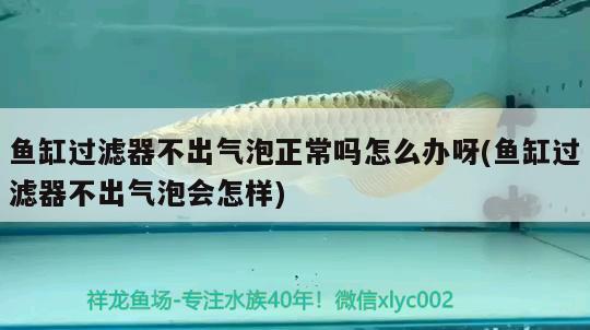 魚缸過濾器不出氣泡正常嗎怎么辦呀(魚缸過濾器不出氣泡會怎樣)