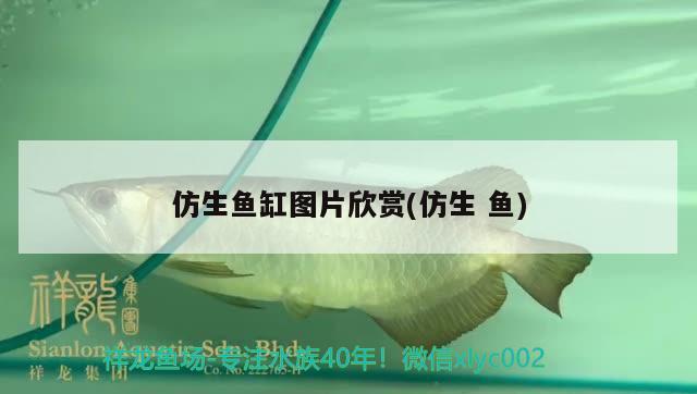 仿生魚缸圖片欣賞(仿生魚) 三間鼠魚