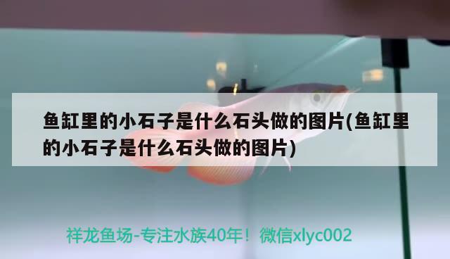 魚缸里的小石子是什么石頭做的圖片(魚缸里的小石子是什么石頭做的圖片)