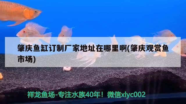 肇慶魚缸訂制廠家地址在哪里啊(肇慶觀賞魚市場)