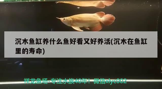 沉木魚(yú)缸養(yǎng)什么魚(yú)好看又好養(yǎng)活(沉木在魚(yú)缸里的壽命) 充氧泵