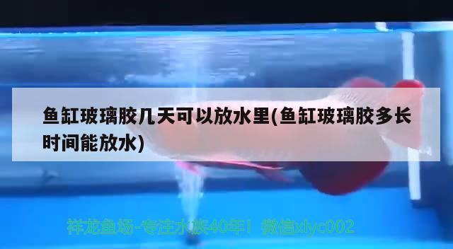 魚缸玻璃膠幾天可以放水里(魚缸玻璃膠多長時間能放水) 水溫計