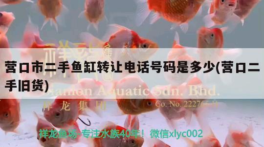 營口市二手魚缸轉(zhuǎn)讓電話號碼是多少(營口二手舊貨) 高背金龍魚