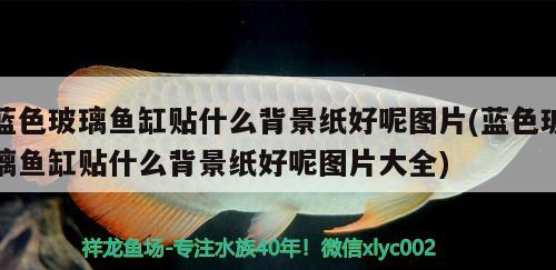 藍色玻璃魚缸貼什么背景紙好呢圖片(藍色玻璃魚缸貼什么背景紙好呢圖片大全)