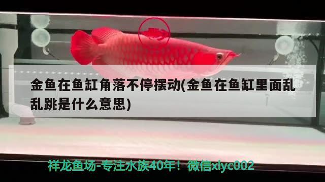 金魚(yú)在魚(yú)缸角落不停擺動(dòng)(金魚(yú)在魚(yú)缸里面亂亂跳是什么意思) 黑白雙星