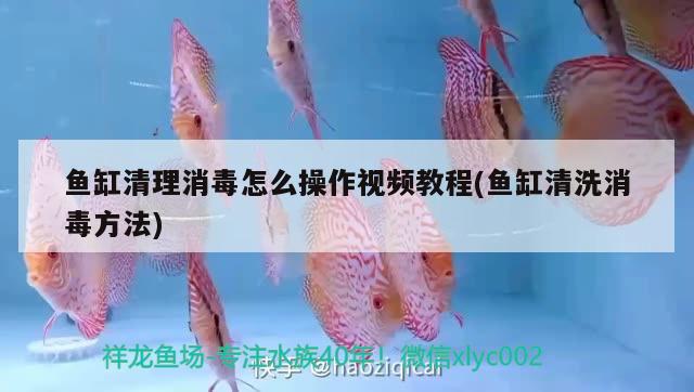 魚缸清理消毒怎么操作視頻教程(魚缸清洗消毒方法)