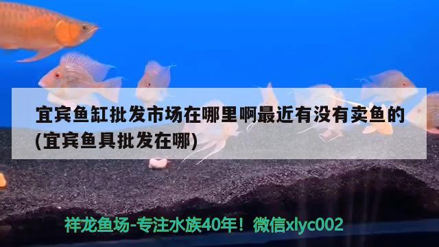 宜賓魚缸批發(fā)市場在哪里啊最近有沒有賣魚的(宜賓魚具批發(fā)在哪)