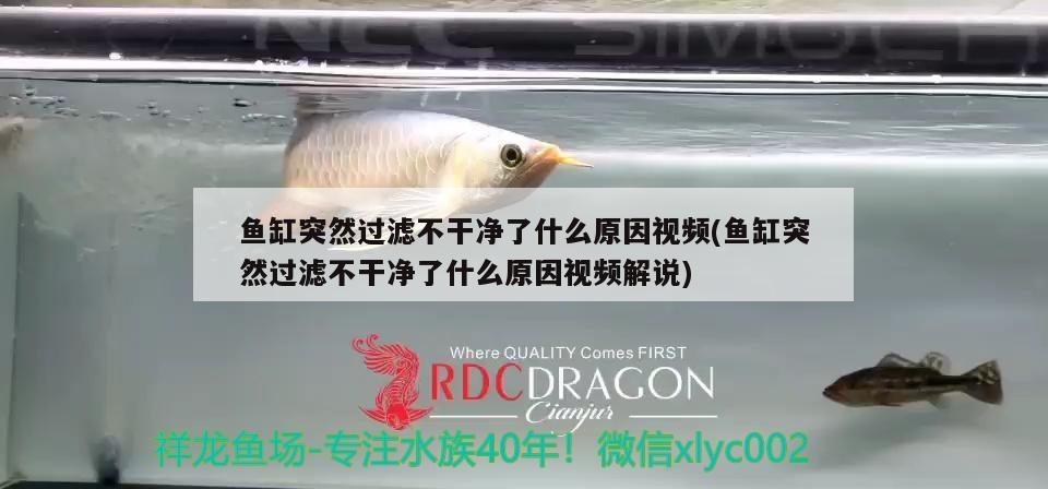 魚缸突然過濾不干凈了什么原因視頻(魚缸突然過濾不干凈了什么原因視頻解說) 魚缸水泵