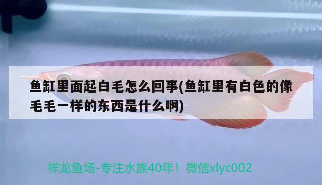 魚缸里面起白毛怎么回事(魚缸里有白色的像毛毛一樣的東西是什么啊) 黃金斑馬魚