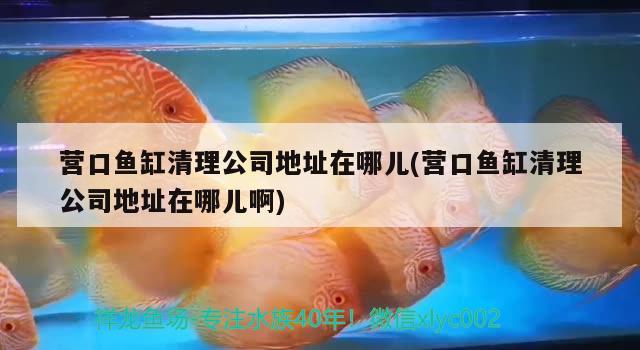 營口魚缸清理公司地址在哪兒(營口魚缸清理公司地址在哪兒啊) 黃金招財貓魚 第2張