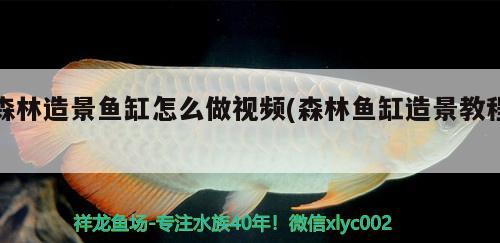 森林造景魚(yú)缸怎么做視頻(森林魚(yú)缸造景教程)