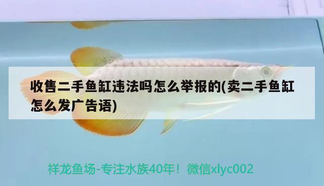 收售二手魚缸違法嗎怎么舉報(bào)的(賣二手魚缸怎么發(fā)廣告語) 丹頂錦鯉魚