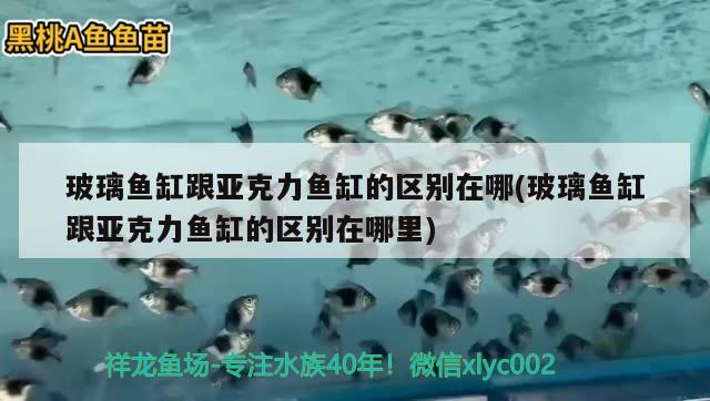 玻璃魚缸跟亞克力魚缸的區(qū)別在哪(玻璃魚缸跟亞克力魚缸的區(qū)別在哪里)