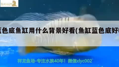 藍色底魚缸用什么背景好看(魚缸藍色底好嗎)