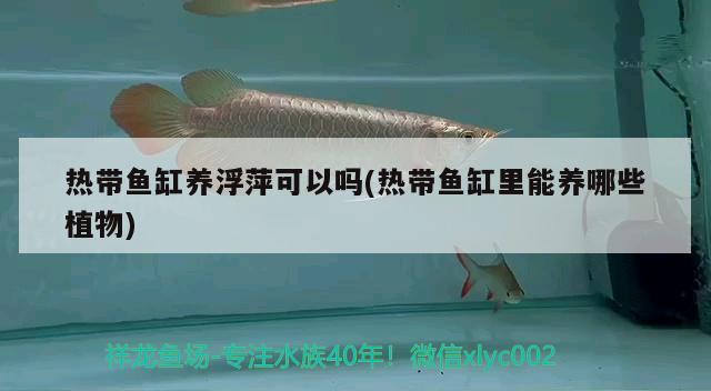 熱帶魚缸養(yǎng)浮萍可以嗎(熱帶魚缸里能養(yǎng)哪些植物) 白條過背金龍魚