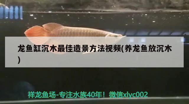 龍魚缸沉木最佳造景方法視頻(養(yǎng)龍魚放沉木) 龍魚批發(fā)