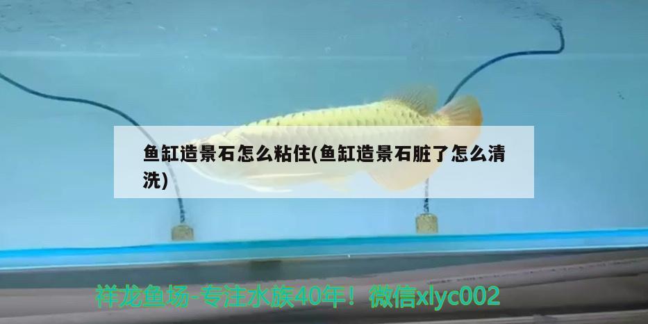 魚缸造景石怎么粘住(魚缸造景石臟了怎么清洗)