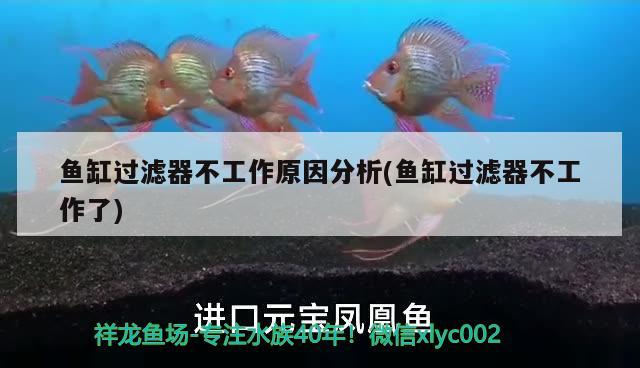 魚缸過濾器不工作原因分析(魚缸過濾器不工作了) 可麗愛魚缸