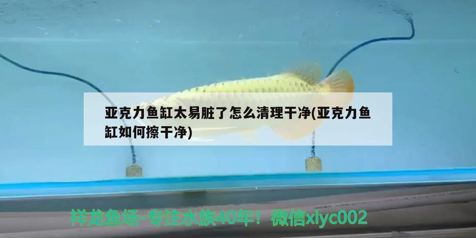 亞克力魚缸太易臟了怎么清理干凈(亞克力魚缸如何擦干凈) 印尼虎苗