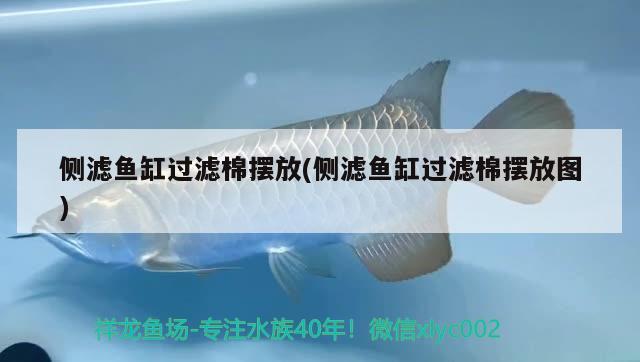 側(cè)濾魚缸過濾棉擺放(側(cè)濾魚缸過濾棉擺放圖) 巴西亞魚