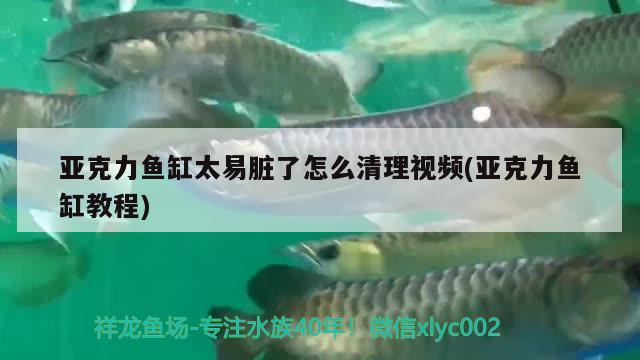 亞克力魚缸太易臟了怎么清理視頻(亞克力魚缸教程) 斑馬鴨嘴魚