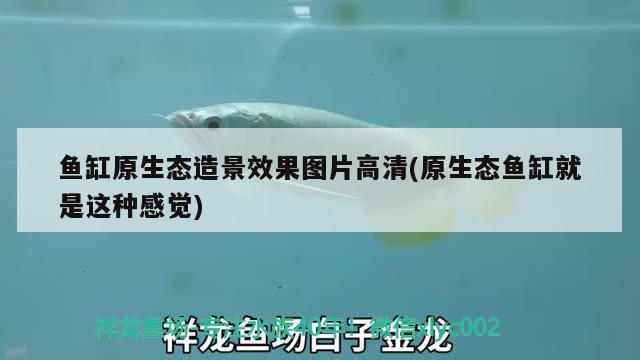 魚缸原生態(tài)造景效果圖片高清(原生態(tài)魚缸就是這種感覺) 福魟魟魚