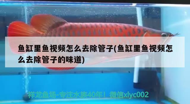 魚缸里魚視頻怎么去除管子(魚缸里魚視頻怎么去除管子的味道) 白寫錦鯉魚