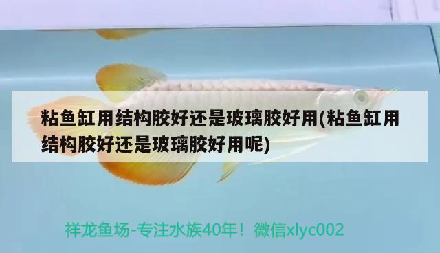 粘魚缸用結(jié)構(gòu)膠好還是玻璃膠好用(粘魚缸用結(jié)構(gòu)膠好還是玻璃膠好用呢) 虎魚百科