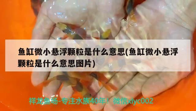 魚缸微小懸浮顆粒是什么意思(魚缸微小懸浮顆粒是什么意思圖片) 大湖紅龍魚