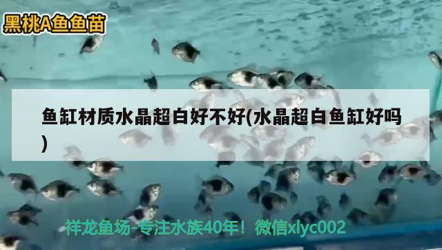 魚缸材質(zhì)水晶超白好不好(水晶超白魚缸好嗎)