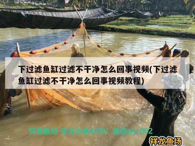 下過濾魚缸過濾不干凈怎么回事視頻(下過濾魚缸過濾不干凈怎么回事視頻教程) 黑桃A魚