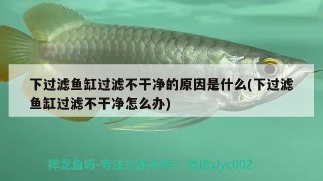 下過濾魚缸過濾不干凈的原因是什么(下過濾魚缸過濾不干凈怎么辦) 黃金河虎魚