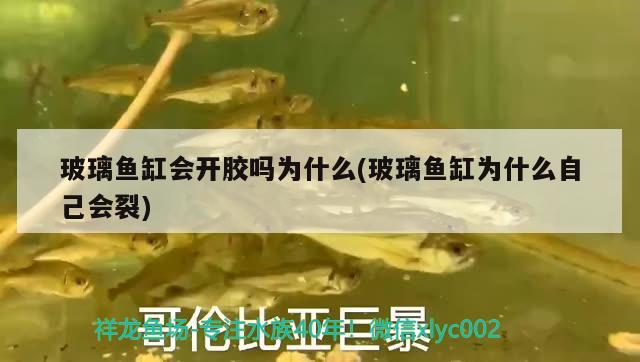 玻璃魚(yú)缸會(huì)開(kāi)膠嗎為什么(玻璃魚(yú)缸為什么自己會(huì)裂) 廣州祥龍國(guó)際水族貿(mào)易