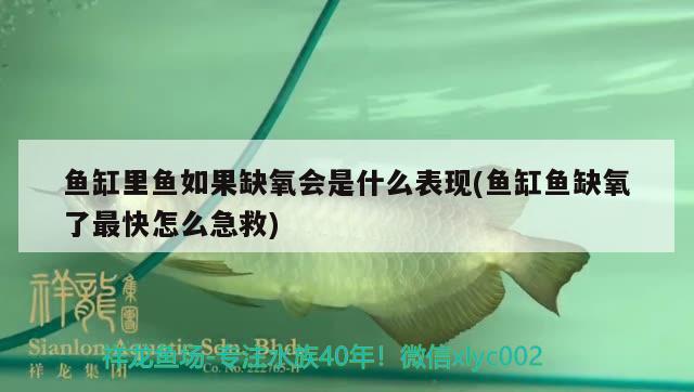 魚缸里魚如果缺氧會(huì)是什么表現(xiàn)(魚缸魚缺氧了最快怎么急救)