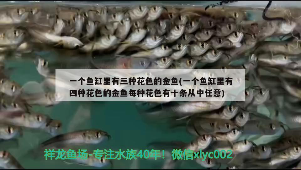 一個(gè)魚(yú)缸里有三種花色的金魚(yú)(一個(gè)魚(yú)缸里有四種花色的金魚(yú)每種花色有十條從中任意)