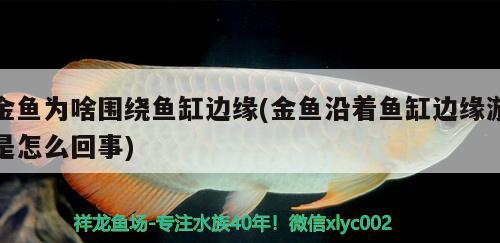 金魚為啥圍繞魚缸邊緣(金魚沿著魚缸邊緣游是怎么回事)