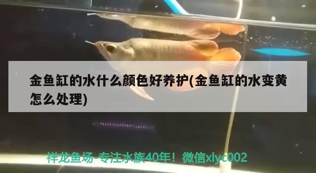 金魚缸的水什么顏色好養(yǎng)護(hù)(金魚缸的水變黃怎么處理)