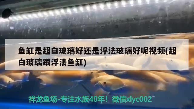 魚缸是超白玻璃好還是浮法玻璃好呢視頻(超白玻璃跟浮法魚缸) 福虎/異型虎魚/純色虎魚