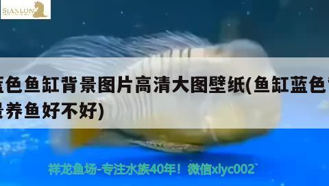 藍色魚缸背景圖片高清大圖壁紙(魚缸藍色背景養(yǎng)魚好不好)