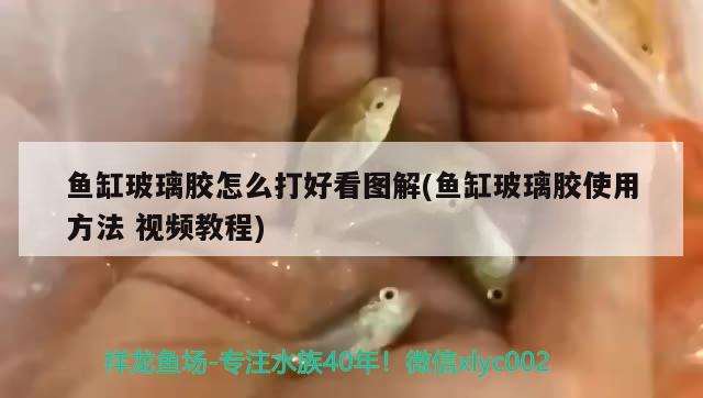 魚缸玻璃膠怎么打好看圖解(魚缸玻璃膠使用方法視頻教程) 野生埃及神仙魚