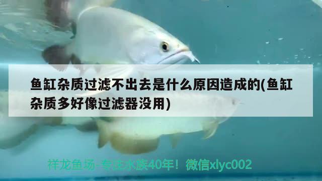 魚缸雜質(zhì)過濾不出去是什么原因造成的(魚缸雜質(zhì)多好像過濾器沒用)